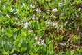Bogbean Menyanthes trifoliata, flowering plants natural habitat Royalty Free Stock Photo